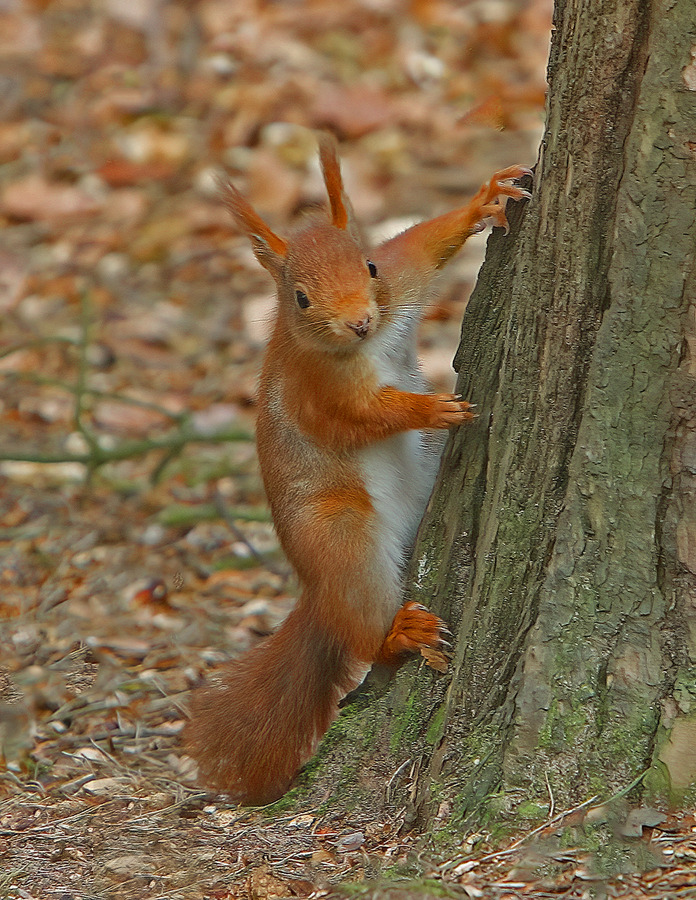 Red Squirrel on Tree